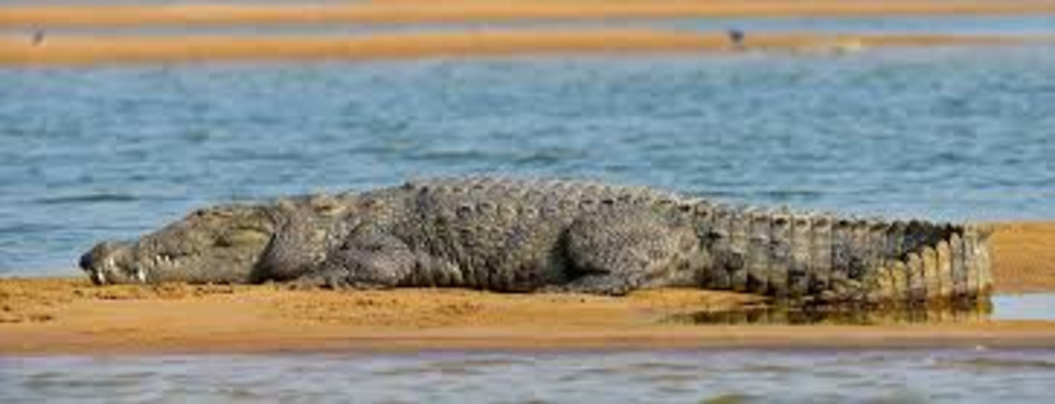 Enjoy Nature’s Beauty With Chambal River Safari For A Unique Wildlife Exploration